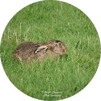 Feldhase (Lepus europaeus)