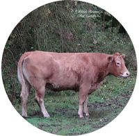 Hausrind oder schlicht Rind (Bos taurus)