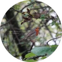 Rotkehlchen (Erithacus rubecula)