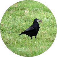 Saatkr&auml;he (Corvus frugilegus)