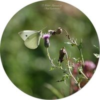 Gro&szlig;er Kohlwei&szlig;ling (Pieris brassicae)