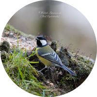 Kohlmeise (Parus major)