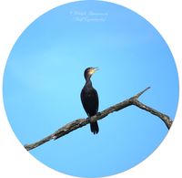 Kormoran (Phalacrocorax carbo)