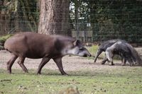 Tapir und Ameisenb&auml;r